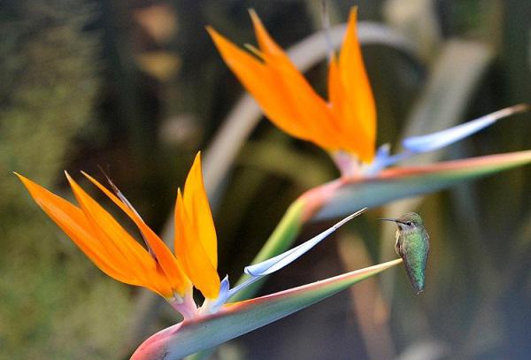 Bất ngờ: Loài hoa thiên điểu đẹp rực rỡ chị em hay mua về cắm chứa chất độc nguy hiểm