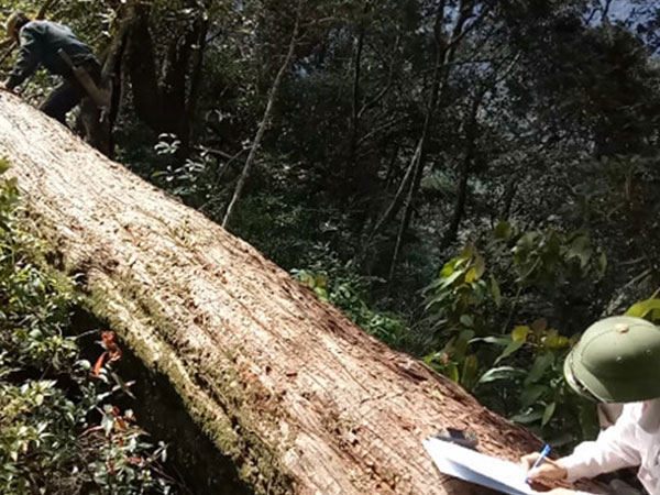 Khởi tố thêm hai cán bộ trong vụ 189 cây pơ mu bị đốn hạ