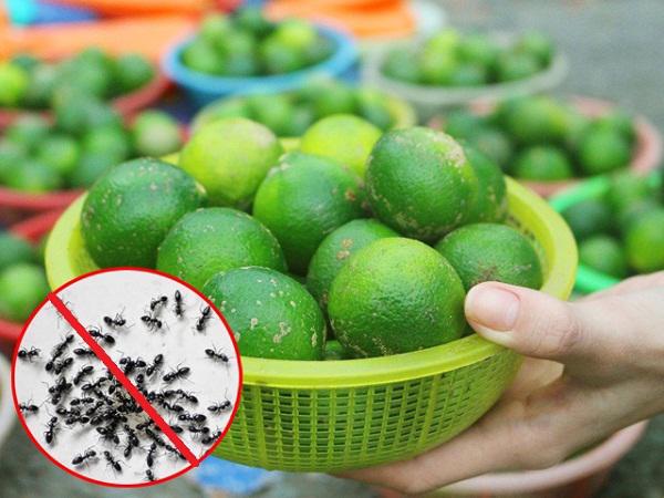 Chỉ dùng vài quả chanh, chị em cũng đuổi được sạch kiến trong nhà không tốn một giọt mồ hôi