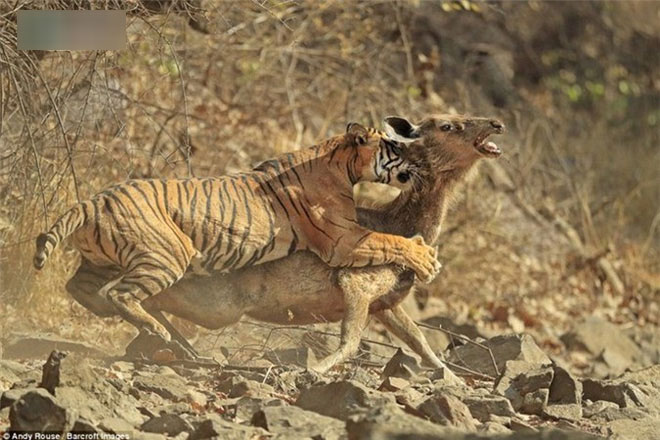 Bị hổ vồ, hươu dùng ưu điểm của mình hòng gỡ thế bí: Kết thúc bất ngờ