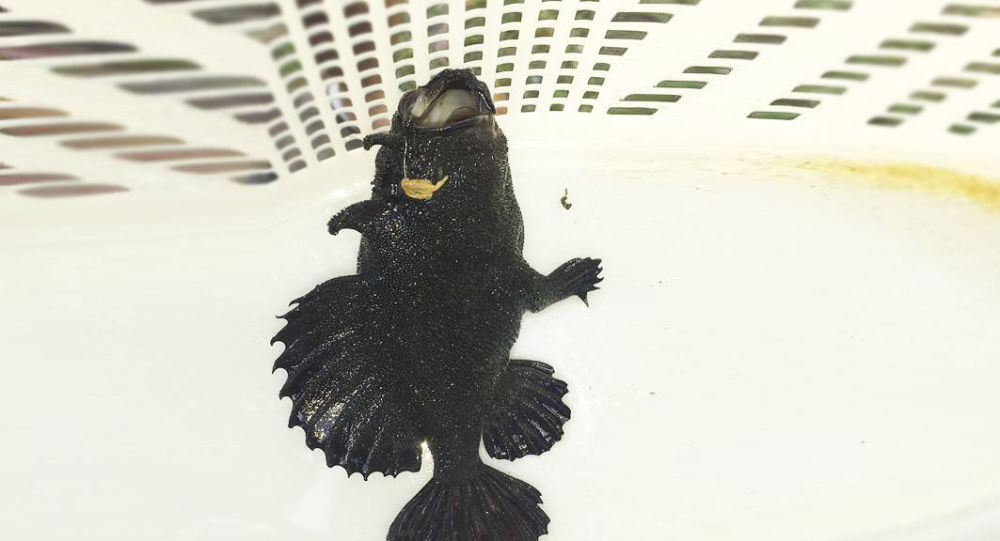 Sốc: Bắt được cá có 3 chân