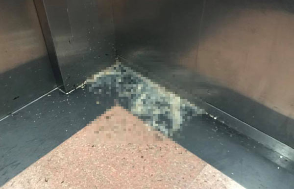 Sống ở chung cư, người dân tái mặt vì vật thể lạ bay vèo trước mặt