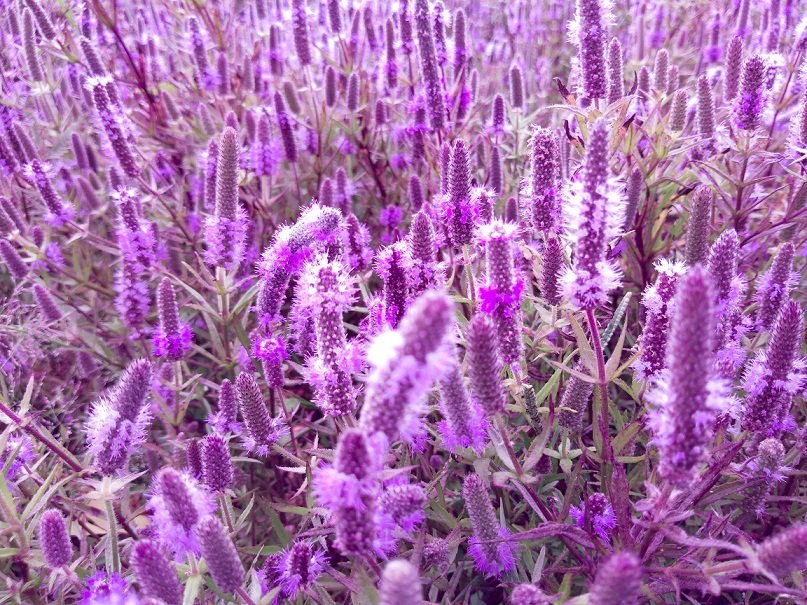 Nghỉ Tết Dương lịch: Giới trẻ mê mẩn với cánh đồng hoa tím lạ