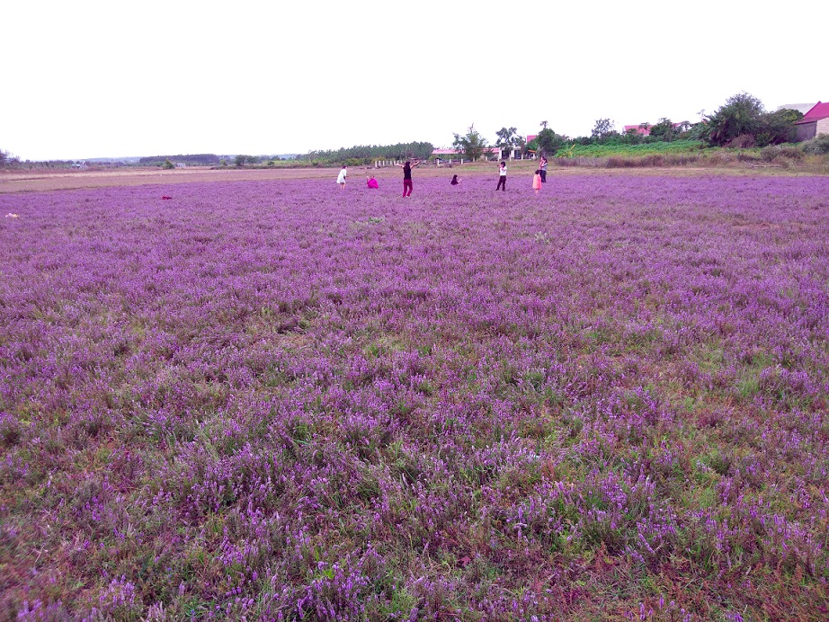 Nghỉ Tết Dương lịch: Giới trẻ mê mẩn với cánh đồng hoa tím lạ