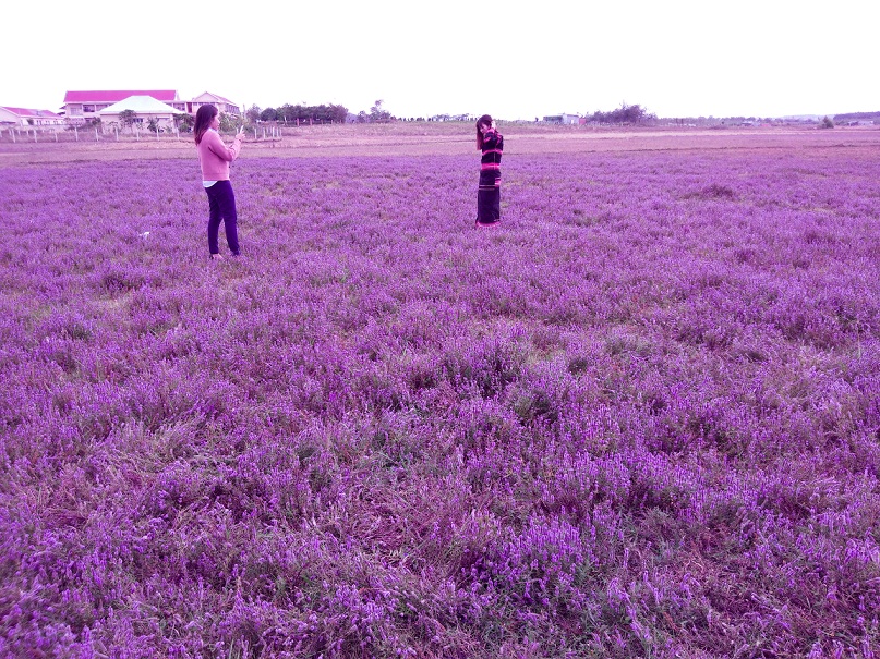 Nghỉ Tết Dương lịch: Giới trẻ mê mẩn với cánh đồng hoa tím lạ