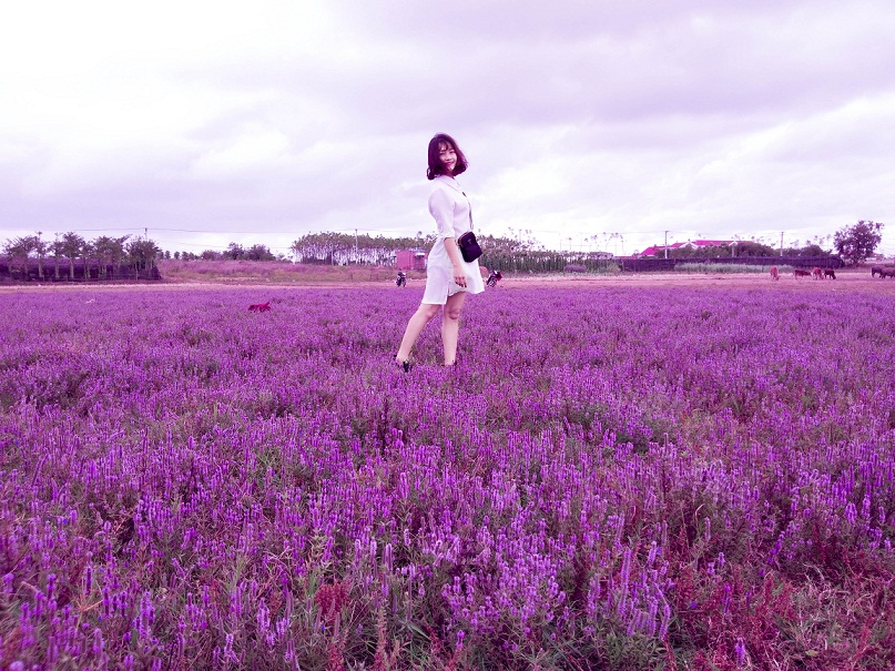 Nghỉ Tết Dương lịch: Giới trẻ mê mẩn với cánh đồng hoa tím lạ