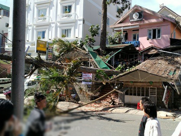 Đà Lạt: Thông cổ thụ đổ đè 2 ô tô, 1 xe máy đúng ngày cuối năm