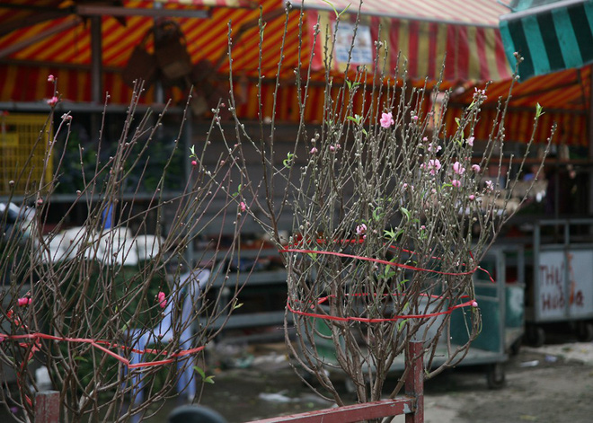 Đào nở sớm đắt và kém sắc, giá lên tới 450.000 đồng/cành người Hà Nội vẫn mua về chơi Tết Dương lịch