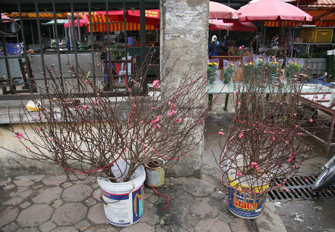 Đào nở sớm đắt và kém sắc, giá lên tới 450.000 đồng/cành người Hà Nội vẫn mua về chơi Tết Dương lịch