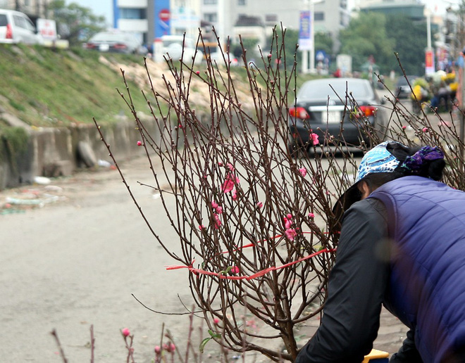 Đào nở sớm đắt và kém sắc, giá lên tới 450.000 đồng/cành người Hà Nội vẫn mua về chơi Tết Dương lịch