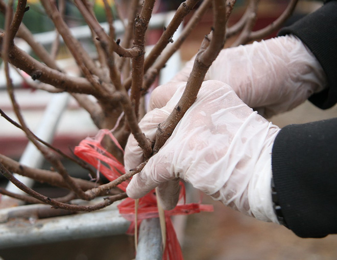 Đào nở sớm đắt và kém sắc, giá lên tới 450.000 đồng/cành người Hà Nội vẫn mua về chơi Tết Dương lịch