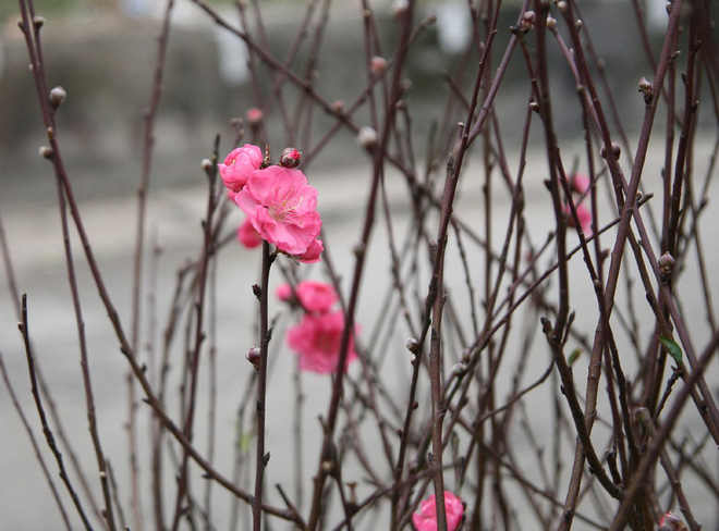 Đào nở sớm đắt và kém sắc, giá lên tới 450.000 đồng/cành người Hà Nội vẫn mua về chơi Tết Dương lịch
