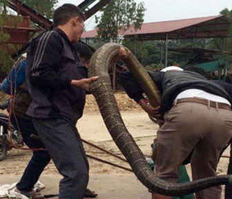 Thót tim, rắn hổ mang thở phì phì dưới gầm giường