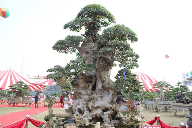 Đại gia xếp hàng 2 năm, cõng bao tải tiền mua cây duối cổ trăm năm