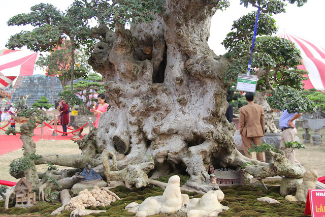 Đại gia xếp hàng 2 năm, cõng bao tải tiền mua cây duối cổ trăm năm