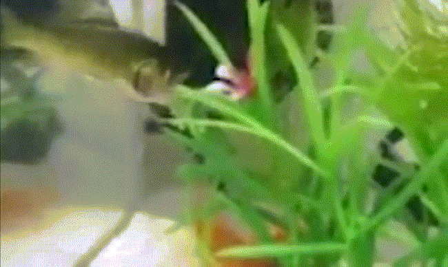 Cá bị róc hết thịt, thân toàn xương, mồm vẫn đớp