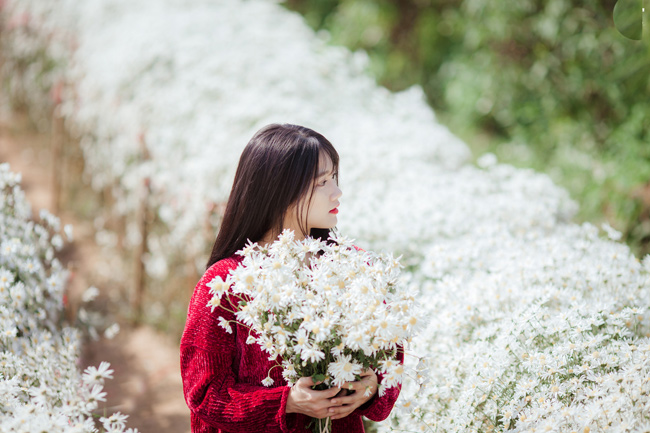 Say mê ngắm hot girl Sài thành đẹp như tranh vẽ bên cúc họa mi Hà Nội