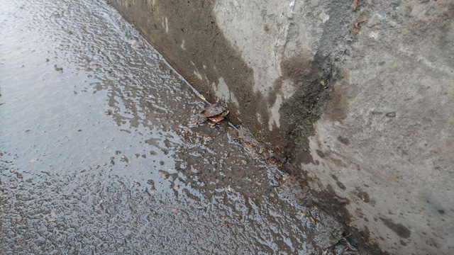 Hàng chục xe máy đang đổ la liệt trong hầm chui Kim Liên