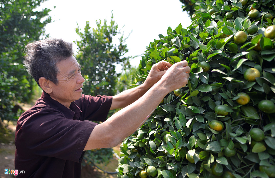 Vườn quýt lục bình chơi Tết cao 3 m