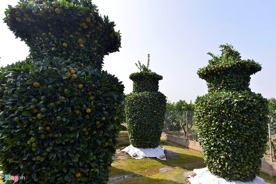 Vườn quýt lục bình chơi Tết cao 3 m