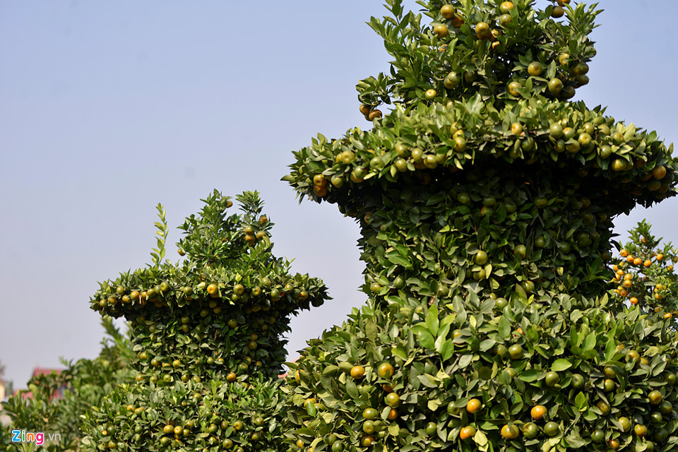 Vườn quýt lục bình chơi Tết cao 3 m
