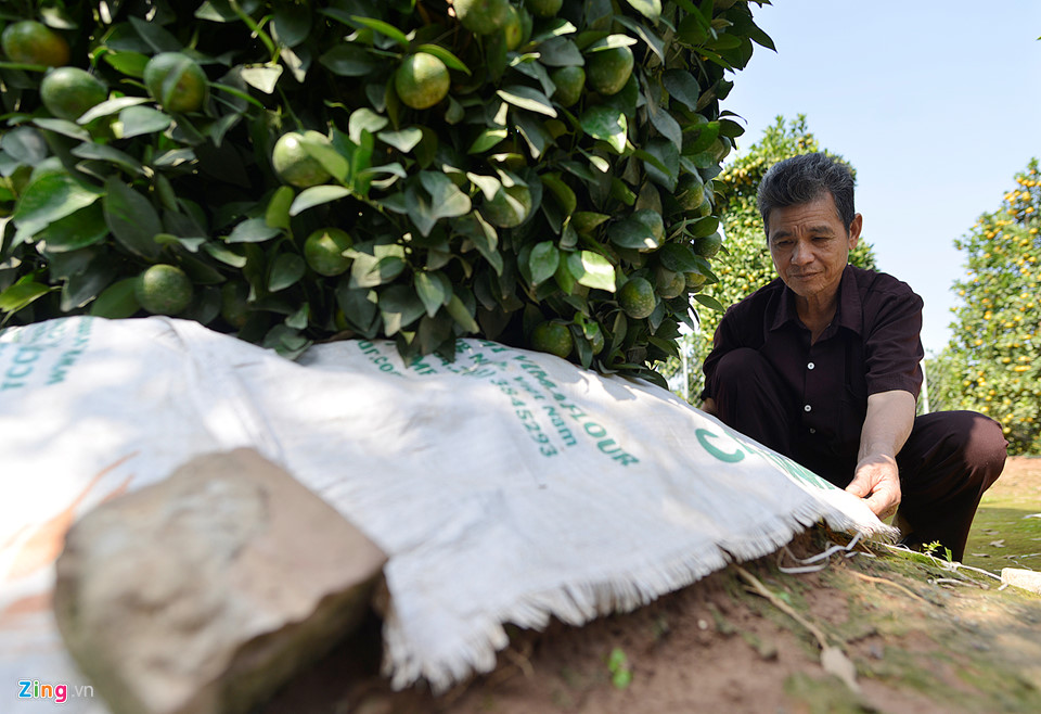 Vườn quýt lục bình chơi Tết cao 3 m