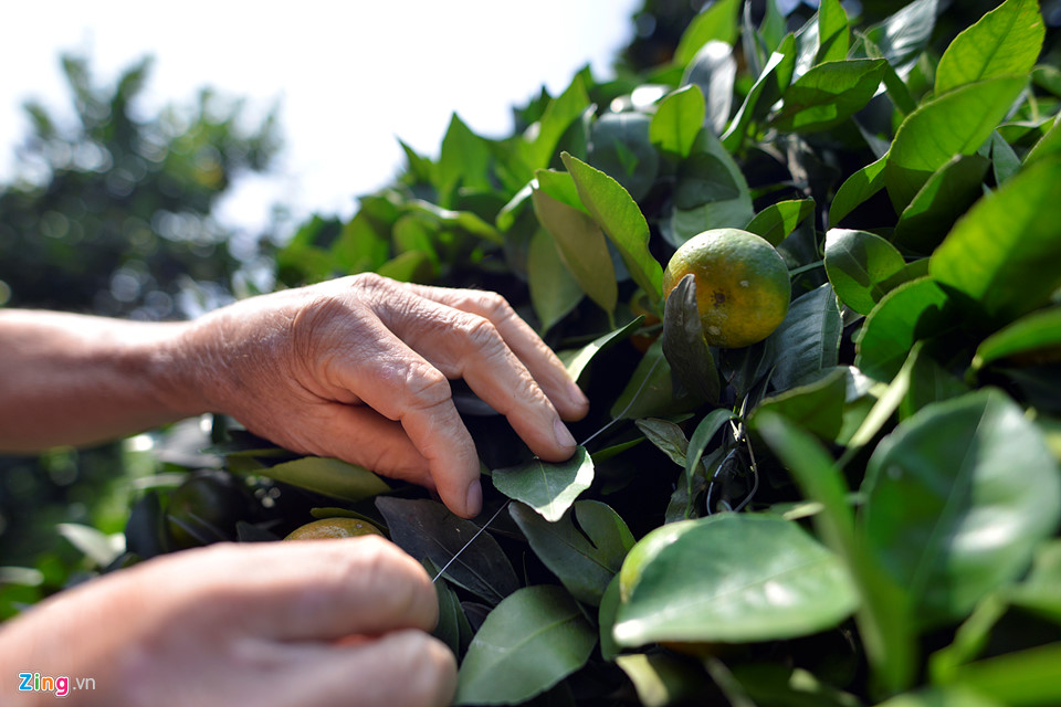 Vườn quýt lục bình chơi Tết cao 3 m