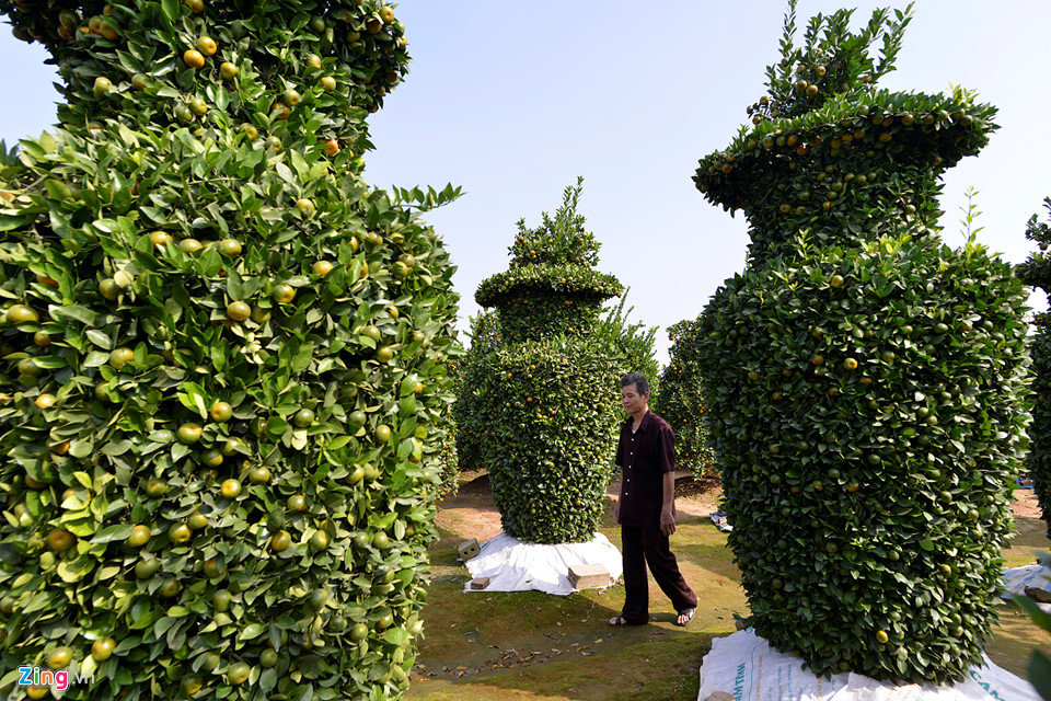 Vườn quýt lục bình chơi Tết cao 3 m