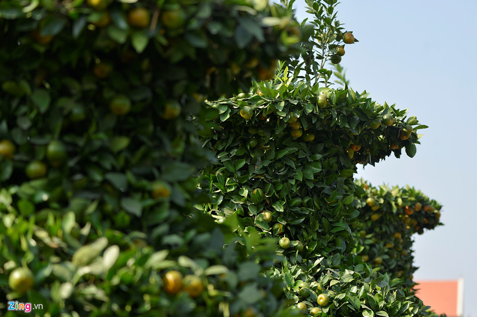 Vườn quýt lục bình chơi Tết cao 3 m