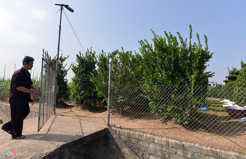 Vườn quýt lục bình chơi Tết cao 3 m