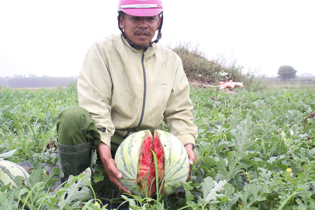 Xuất khẩu dưa hấu vào Trung Quốc khó: Do DN và người dân chậm được cập nhật thông tin