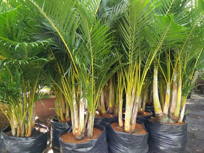 Cuối năm, trồng cây dừa cảnh trước nhà để năm mới thần tài luôn gõ cửa