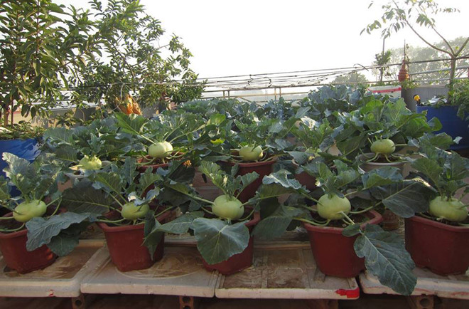 Khoai tây, bắp cải dày đặc trên mái nhà: Khu vườn hiếm có ở Hà Nội