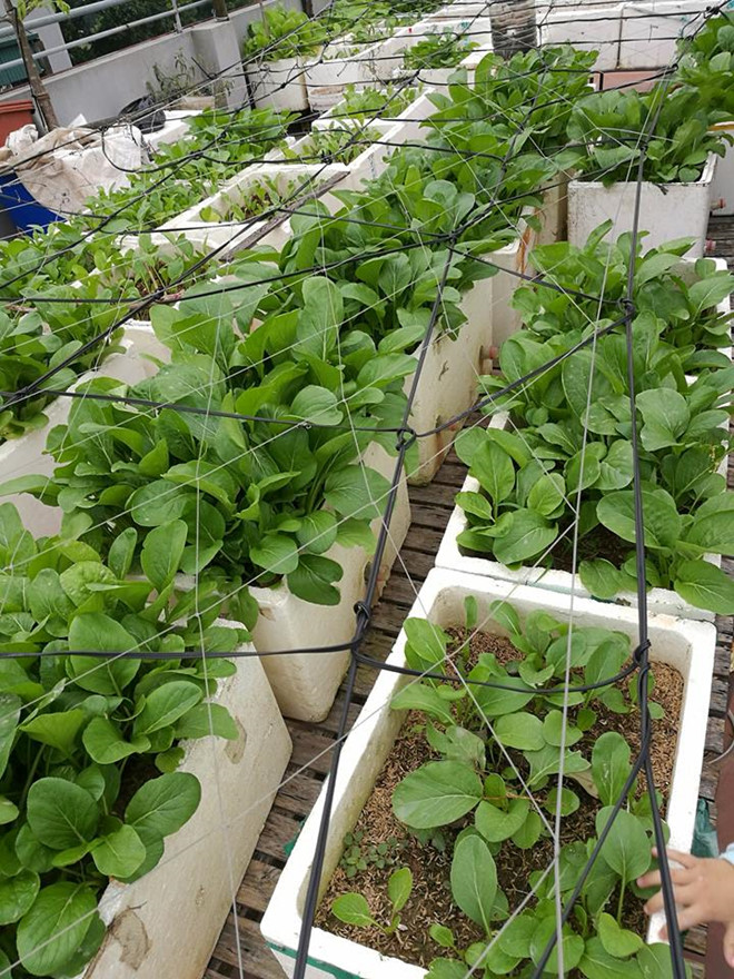 Khoai tây, bắp cải dày đặc trên mái nhà: Khu vườn hiếm có ở Hà Nội