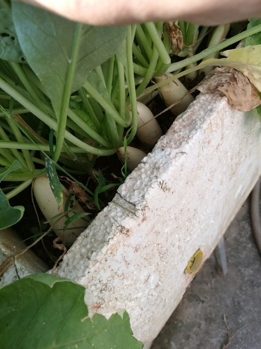 Khoai tây, bắp cải dày đặc trên mái nhà: Khu vườn hiếm có ở Hà Nội