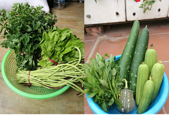 Khoai tây, bắp cải dày đặc trên mái nhà: Khu vườn hiếm có ở Hà Nội