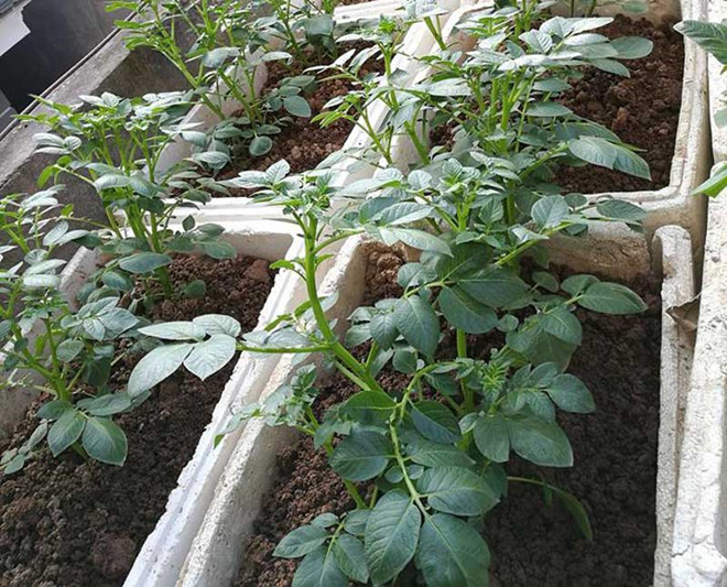 Khoai tây, bắp cải dày đặc trên mái nhà: Khu vườn hiếm có ở Hà Nội