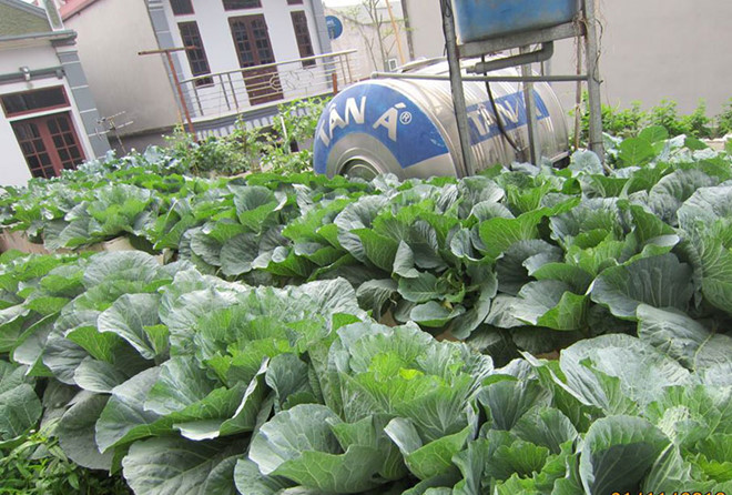 Khoai tây, bắp cải dày đặc trên mái nhà: Khu vườn hiếm có ở Hà Nội