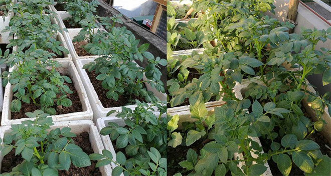 Khoai tây, bắp cải dày đặc trên mái nhà: Khu vườn hiếm có ở Hà Nội