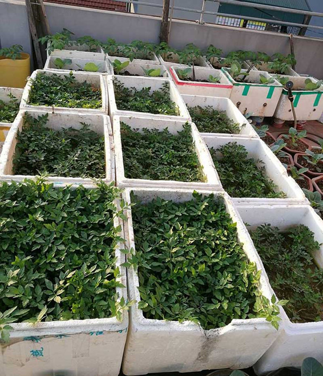 Khoai tây, bắp cải dày đặc trên mái nhà: Khu vườn hiếm có ở Hà Nội