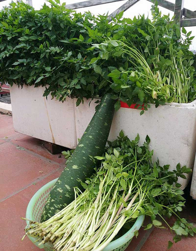 Khoai tây, bắp cải dày đặc trên mái nhà: Khu vườn hiếm có ở Hà Nội