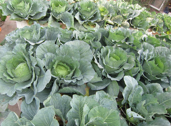 Khoai tây, bắp cải dày đặc trên mái nhà: Khu vườn hiếm có ở Hà Nội