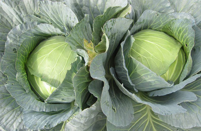 Khoai tây, bắp cải dày đặc trên mái nhà: Khu vườn hiếm có ở Hà Nội