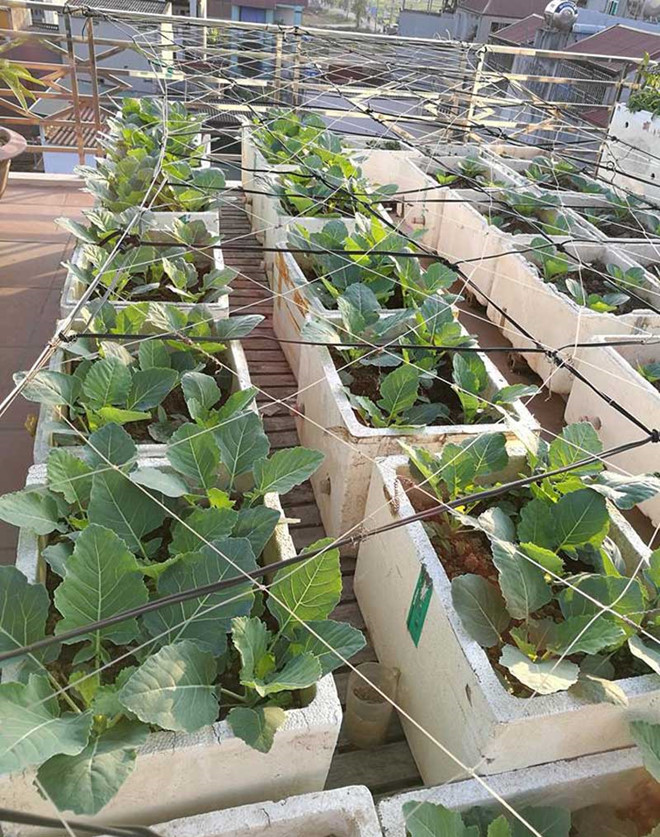 Khoai tây, bắp cải dày đặc trên mái nhà: Khu vườn hiếm có ở Hà Nội