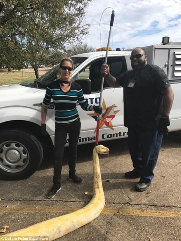 Mỹ: Sốc khi thấy trăn bạch tạng khổng lồ giữa đường