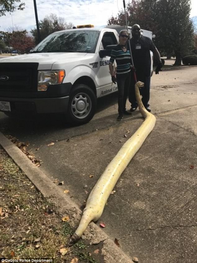 Mỹ: Sốc khi thấy trăn bạch tạng khổng lồ giữa đường