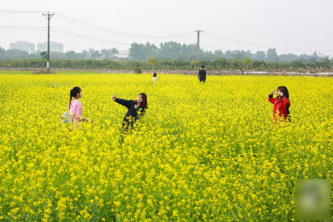 Cúc họa mi vừa tàn, Hà Nội đã kịp vào vụ hoa cải vàng đẹp mê mẩn