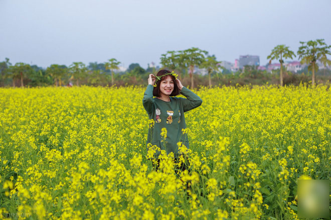 Cúc họa mi vừa tàn, Hà Nội đã kịp vào vụ hoa cải vàng đẹp mê mẩn Cúc họa mi vừa tàn, Hà Nội đã kịp vào vụ hoa cải vàng đẹp mê mẩn