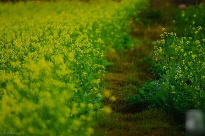 Cúc họa mi vừa tàn, Hà Nội đã kịp vào vụ hoa cải vàng đẹp mê mẩn
