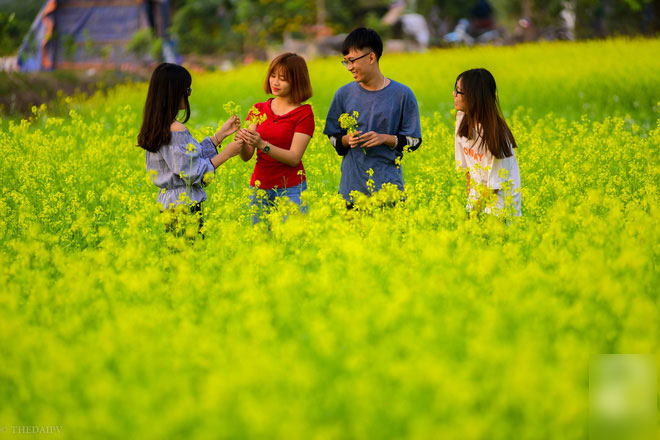 Cúc họa mi vừa tàn, Hà Nội đã kịp vào vụ hoa cải vàng đẹp mê mẩn Cúc họa mi vừa tàn, Hà Nội đã kịp vào vụ hoa cải vàng đẹp mê mẩn